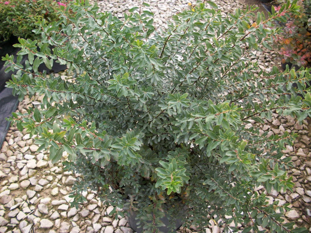 Snowmound Spiraea (SPIRAEA NIPPONICA SNOWMOUND) - 3 gallon 15"