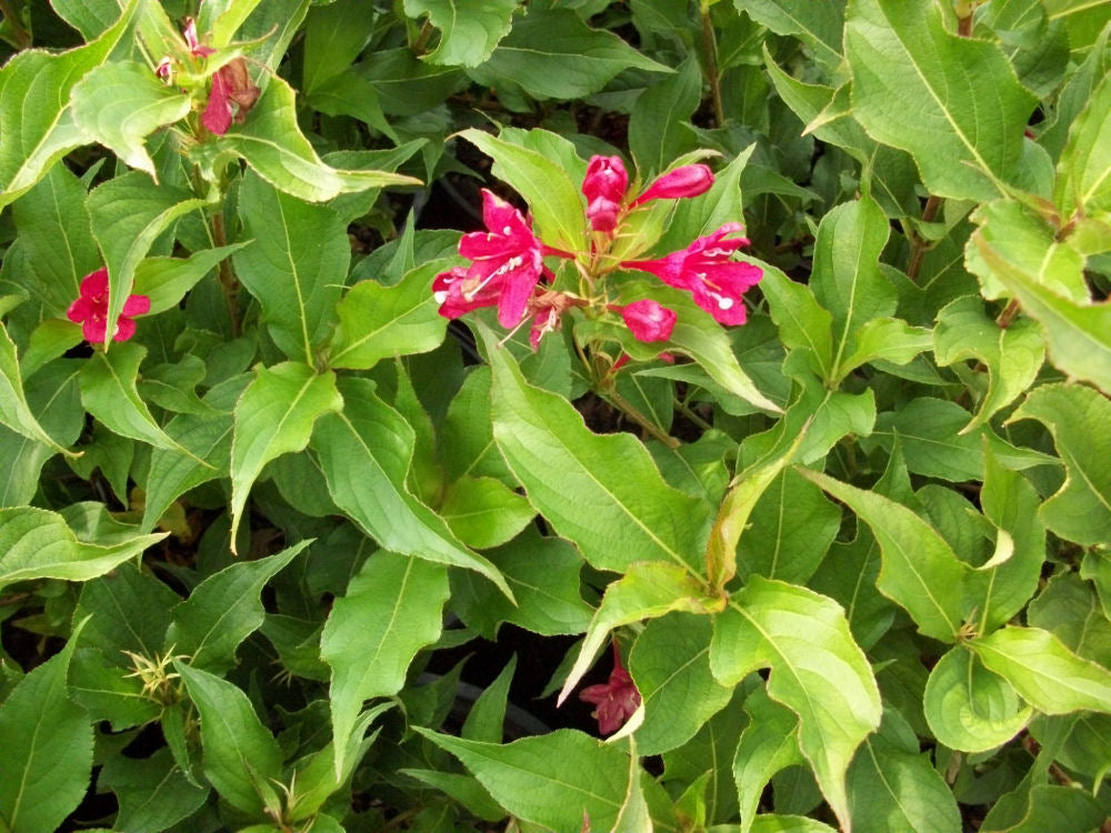 Red Prince Weigela (WEIGELA RED PRINCE) - 3 gallon 15"