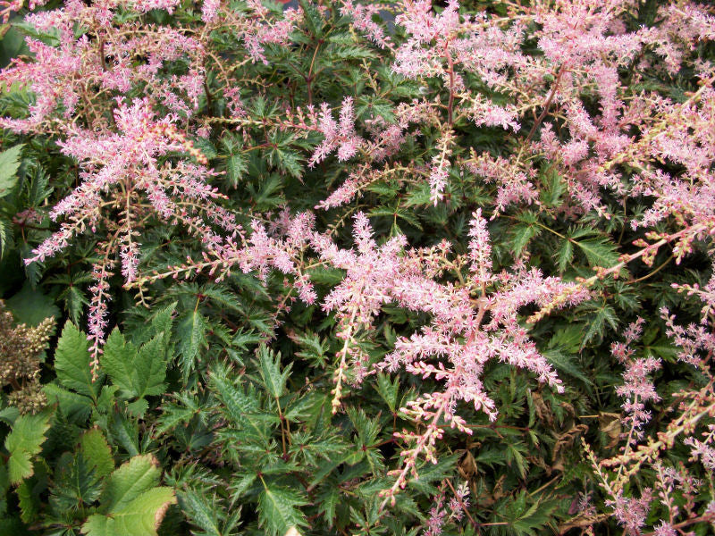 Sim. Sprite Astilbe (ASTILBE SIM. SPRITE) - 1 gallon