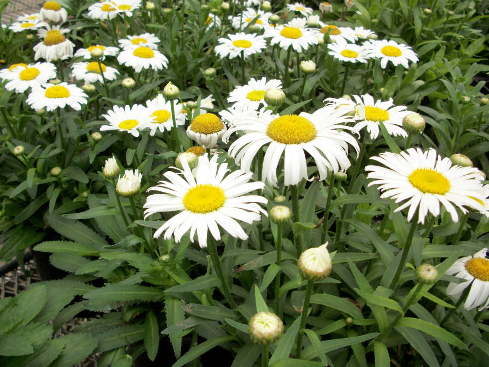 Snow Lady Shasta Daisy (LEUCANTHEMUM X S. SNOWLADY) - 1 gallon