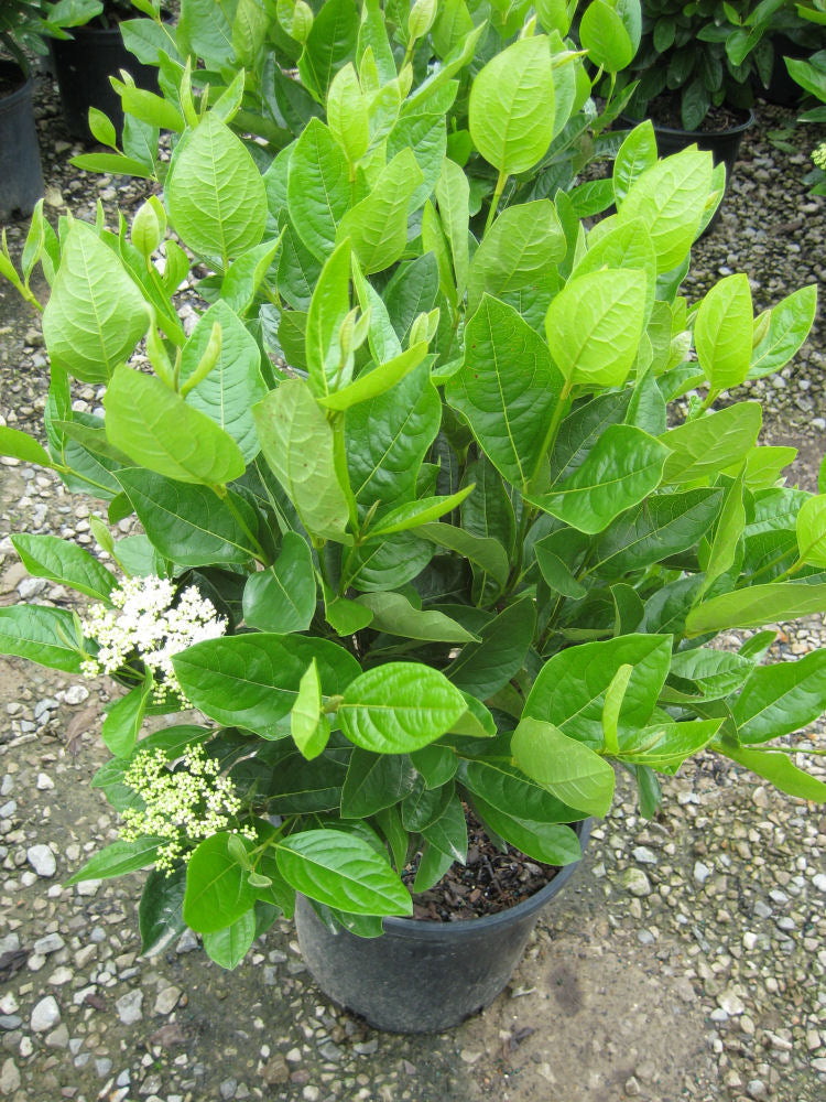 Winterthur Viburnum (VIBURNUM NUDUM WINTERTHUR) - 3 gallon 18"