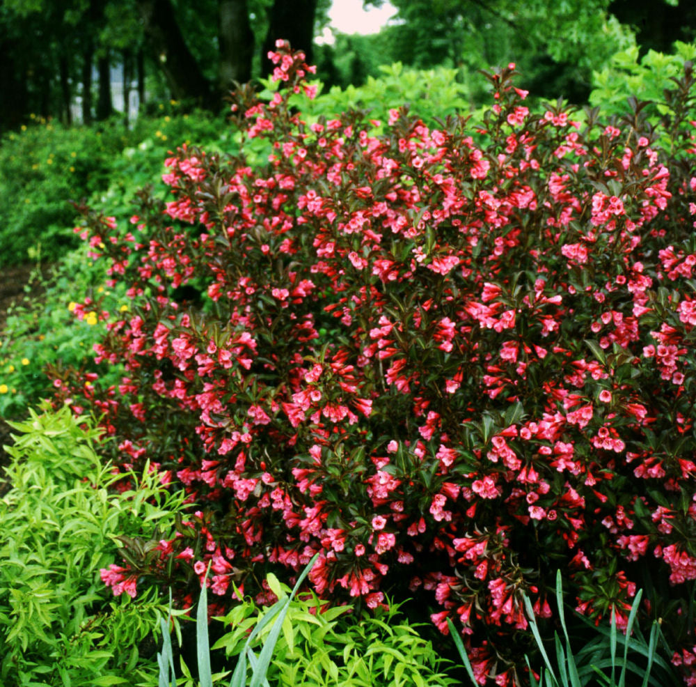 Wine & Roses® Weigela (WEIGELA WINE & ROSES) - 3 gallon 15"