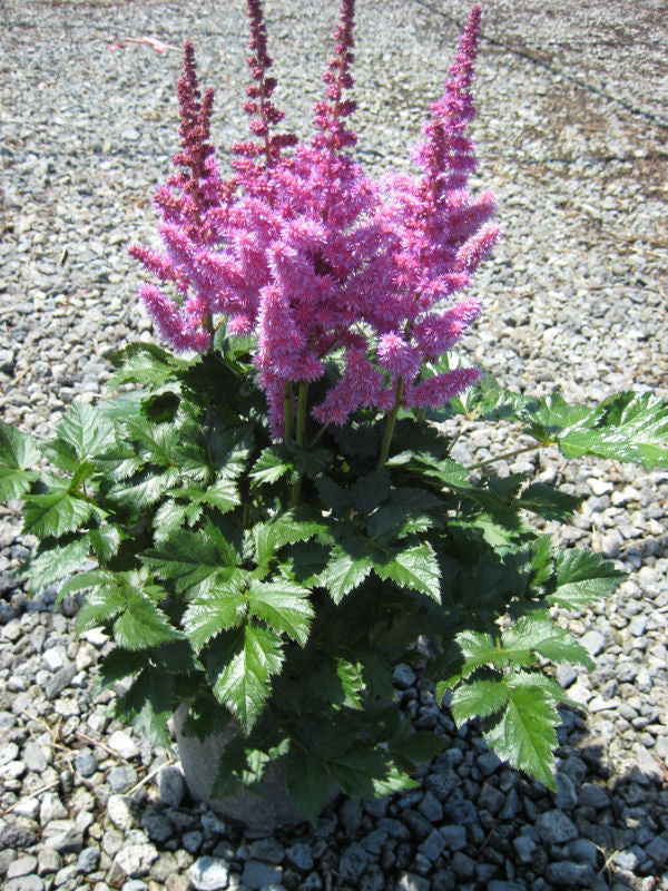 Vision In Purple Astilbe (ASTILBE VISION IN PURPLE) - 1 gallon