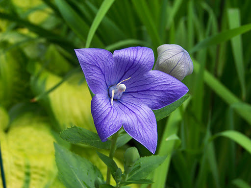 Sentimental Blue Balloon Flower (PLATYCODON SENTIMENTAL BLUE) - 1 gallon