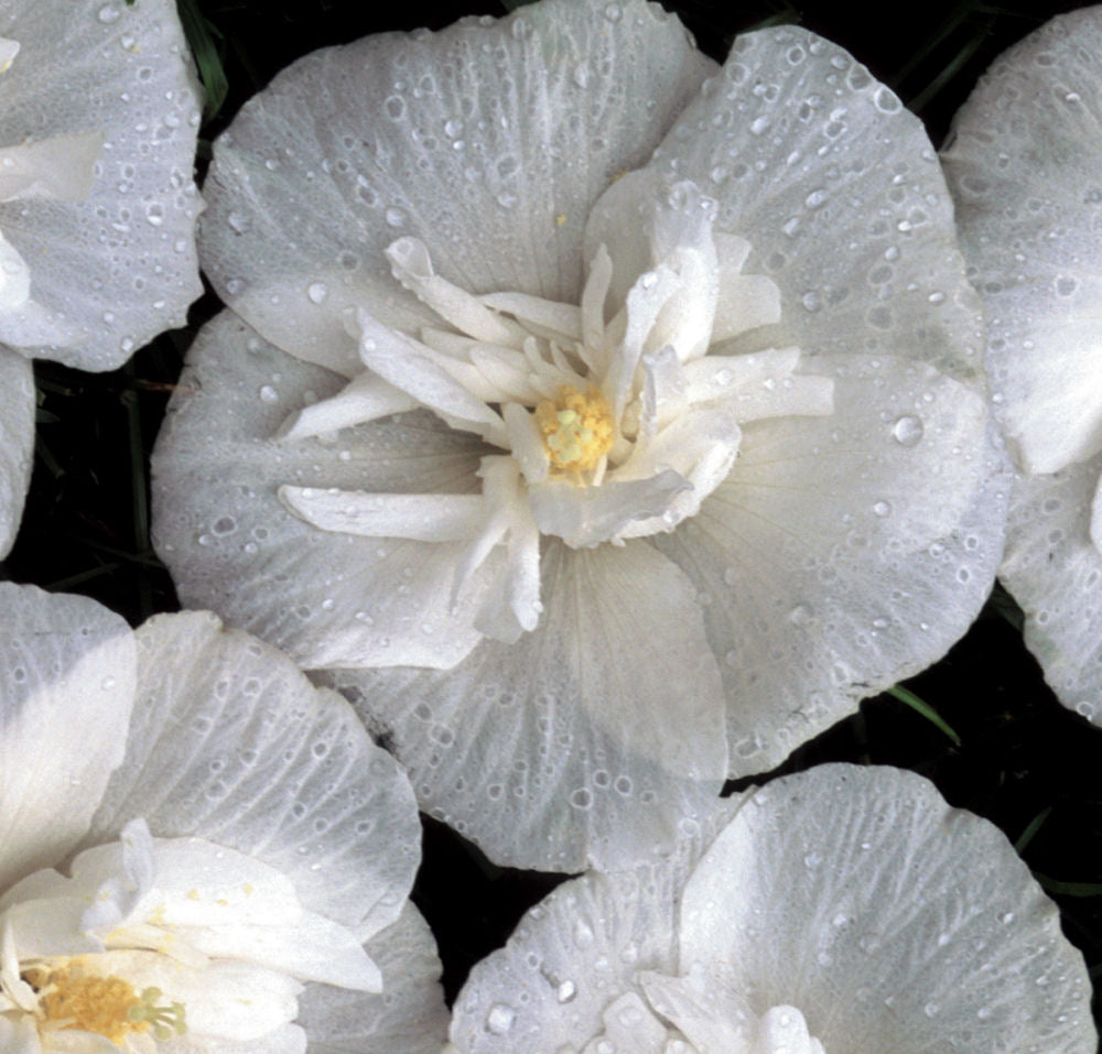 White Chiffon® Rose of Sharon (HIBISCUS S. WHITE CHIFFON) - 3 gallon 18"