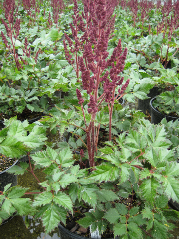 Vision In Red Astilbe (ASTILBE VISION IN RED) - 1 gallon