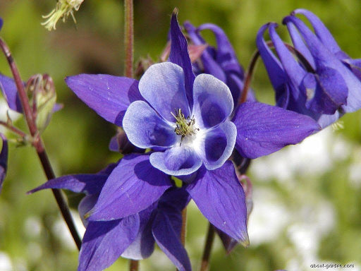 Winky Purple & White Columbine (AQUILEGIA WINKY PURPLE & WHITE) - 1 gallon