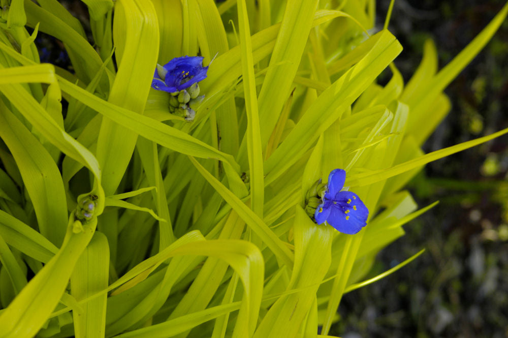 Sweet Kate Spiderwort (TRADE. SWEET KATE) - 1 gallon