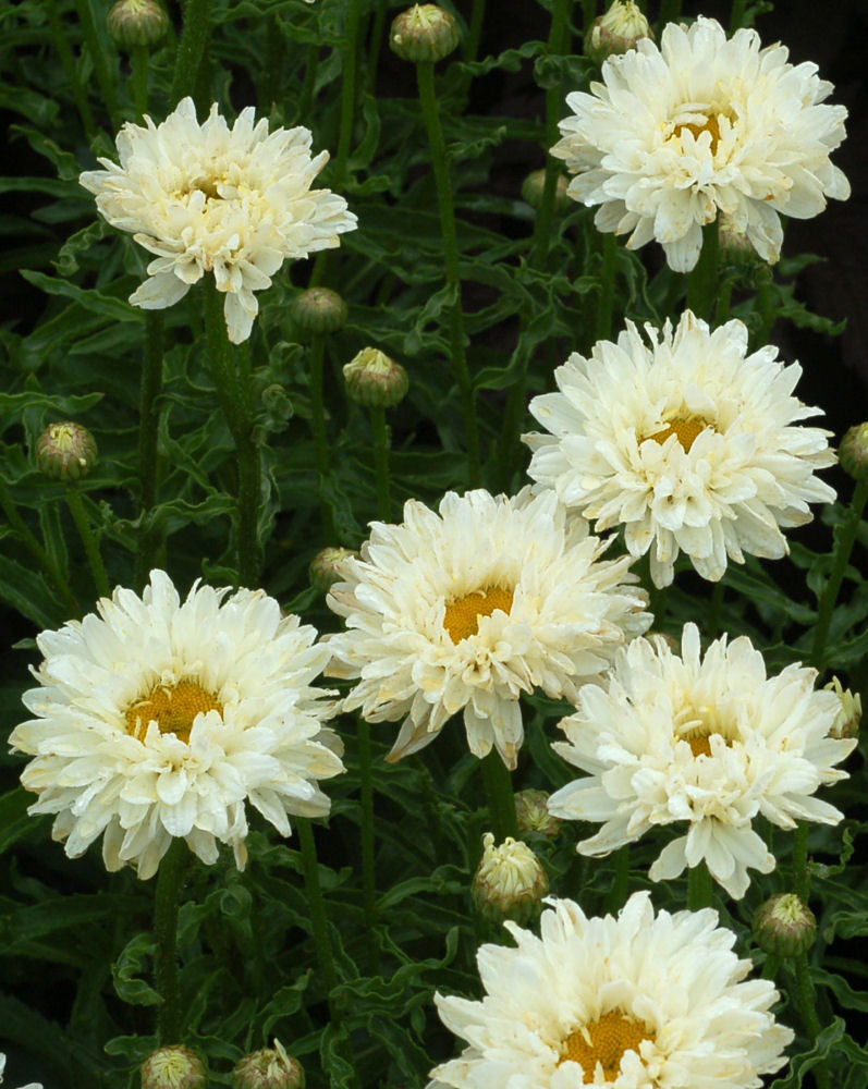Victorian Secret Shasta Daisy (LEUCANTHEMUM X S. VICTORIAN SECRET) - 1 gallon