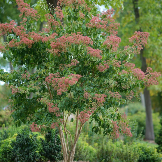 Temple of Bloom® Seven-Son Flower (HEPTACODIUM TEMPLE OF BLOOM) - 3 gallon