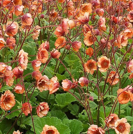 Tempo™ Orange Geum (GEUM TEMPO ORANGE) - 1 gallon