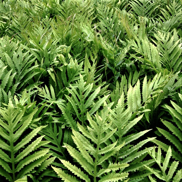 Sensitive Fern (FERN - SENSITIVE) - 1 gallon