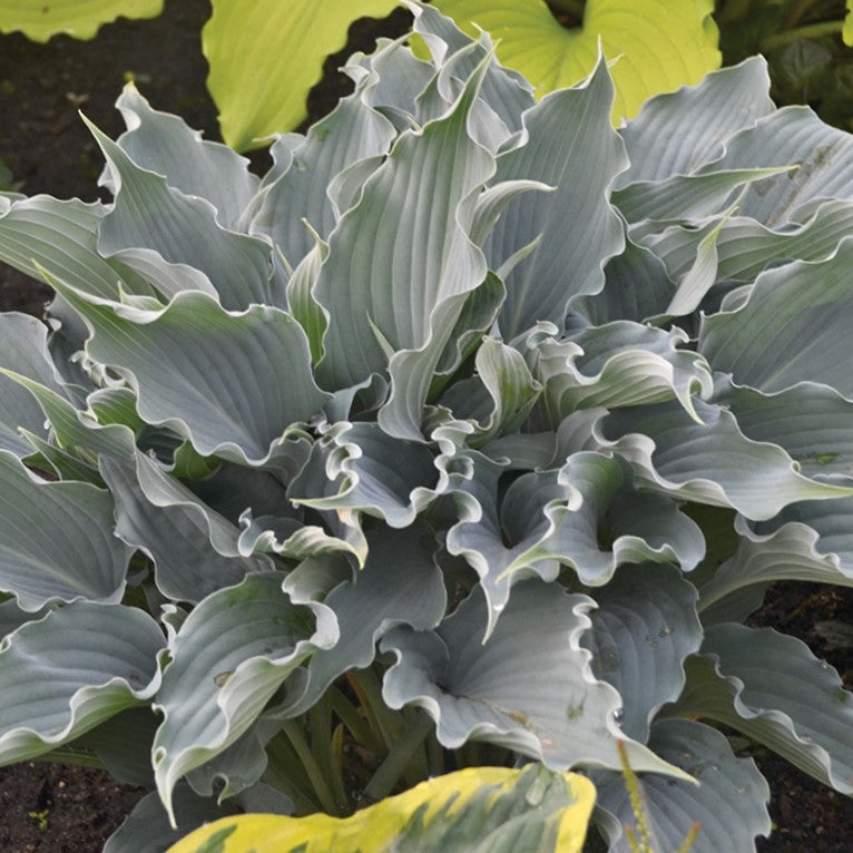 Shadowland® 'Waterslide' Hosta
 (HOSTA SHADOWLAND WATERSLIDE) - 1 gallon