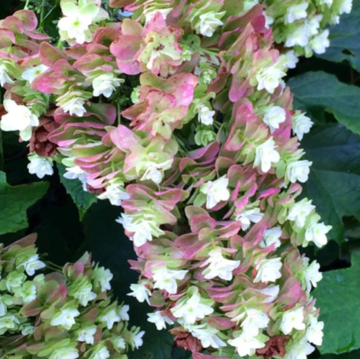 Snowcicle Oakleaf Hydrangea (HYDRANGEA QU. SNOWCICLE) - 3 gallon