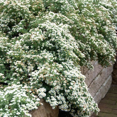 Snow Flurry Aster (ASTER ERICOIDES SNOW FLURRY) - 1 gallon