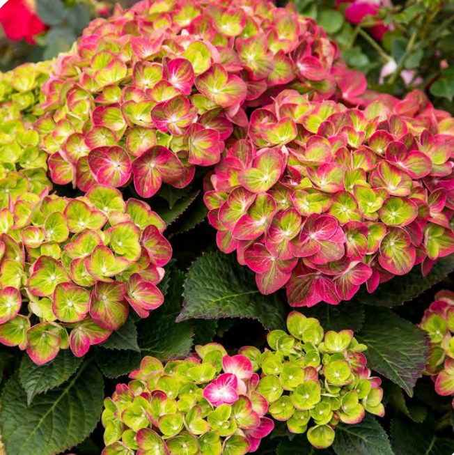 Tilt-A-Swirl® Bigleaf Hydrangea (HYDRANGEA M.  TILT-A-SWIRL) - 2 gallon