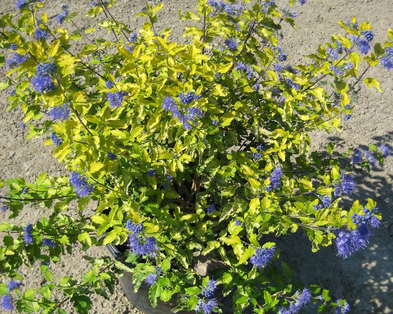 Sunshine Blue® II Bluebeard (CARYOPTERIS SUNSHINE BLUE® II) - 2 gallon 12"