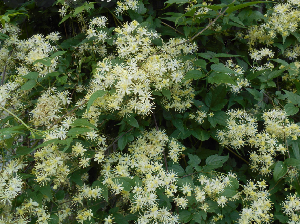 Virgin's Bower Clematis (CLEMATIS VIRGINIANA) - 1 gallon