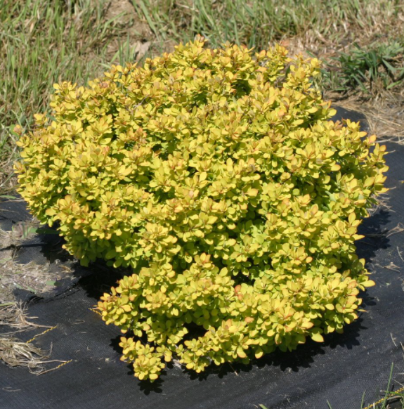 Sunjoy® Mini Saffron Barberry (BERBERIS THUN. SUNJOY® MINI SAFFRON) - 1 gallon
