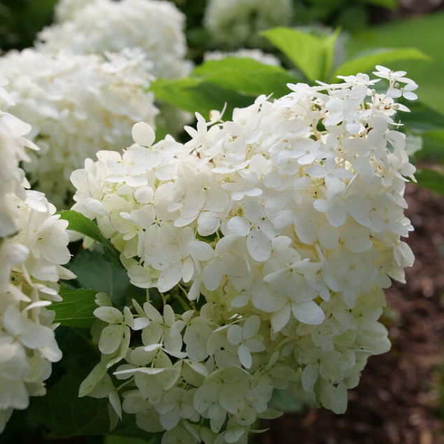 Puffer Fish® Panicle Hydrangea (HYDRANGEA P PUFFER FISH) - 3 gallon