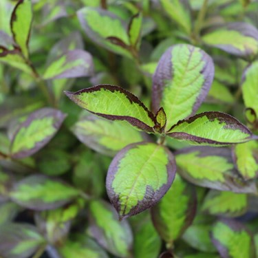 Vinho Verde® Weigela (WEIGELA FLOR. VINHO VERDE) - 3 gallon 15"