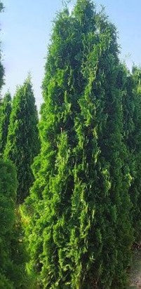 THIN MAN® Arborvitae (THUJA OCC. THIN MAN) - 3 gallon 48"