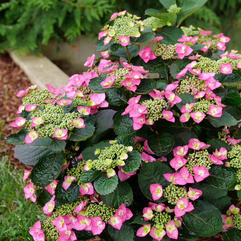 Tuff Stuff Top Fun® Reblooming Mountain Hydrangea (HYDRANGEA S TUFF STUFF TOP FUN) - 3 gallon