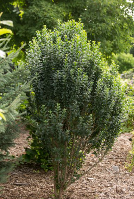 Straight Talk® Privet (LIGUSTRUM V. STRAIGHT TALK) - 3 gallon 18"