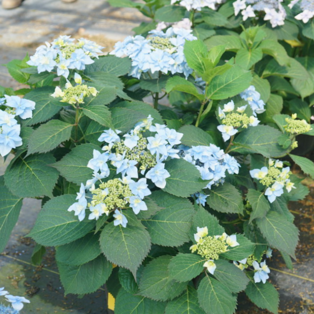 Tuff Stuff Ah-Ha® Reblooming Mountain Hydrangea (HYDRANGEA S TUFF STUFF AH-HA) - 3 gallon