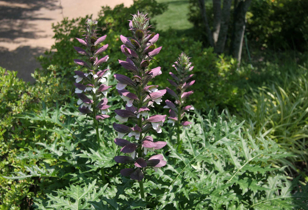 Spiny Bear’s Breeches (ACANTHUS SPINOSUS) - 1 gallon