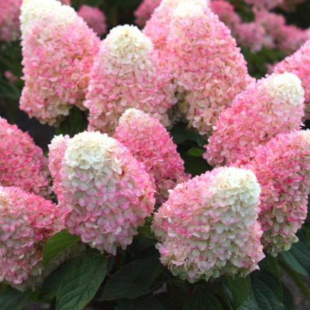 WorryFree® Love-A-Lot™ Pink Hydrangea (HYDRANGEA P LOVE-A-LOT PINK RP10) - 3 gallon