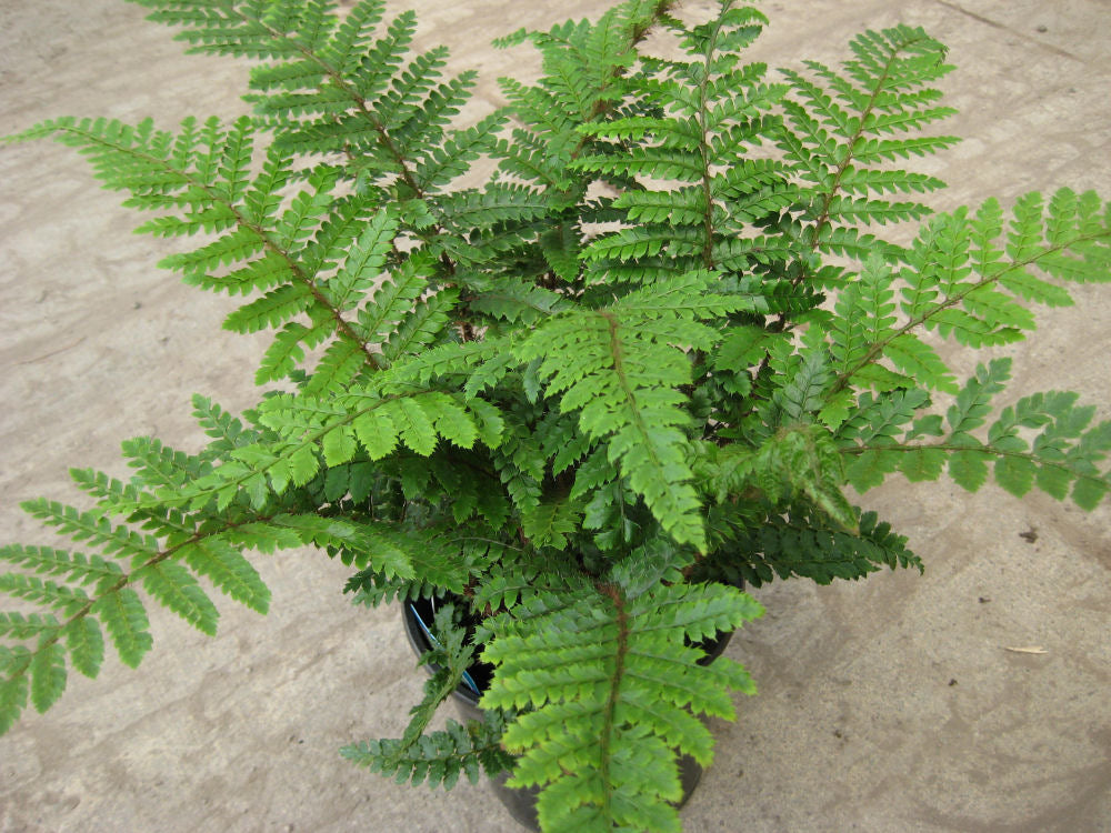 Tassel Fern (FERN -TASSEL) - 1 gallon
