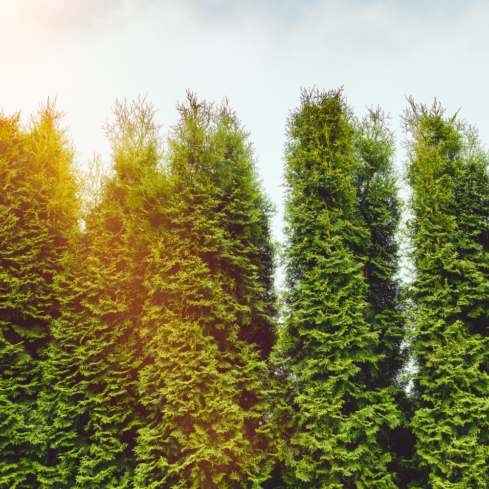 Understanding Arborvitae Shed in the Fall – Ship My Plants