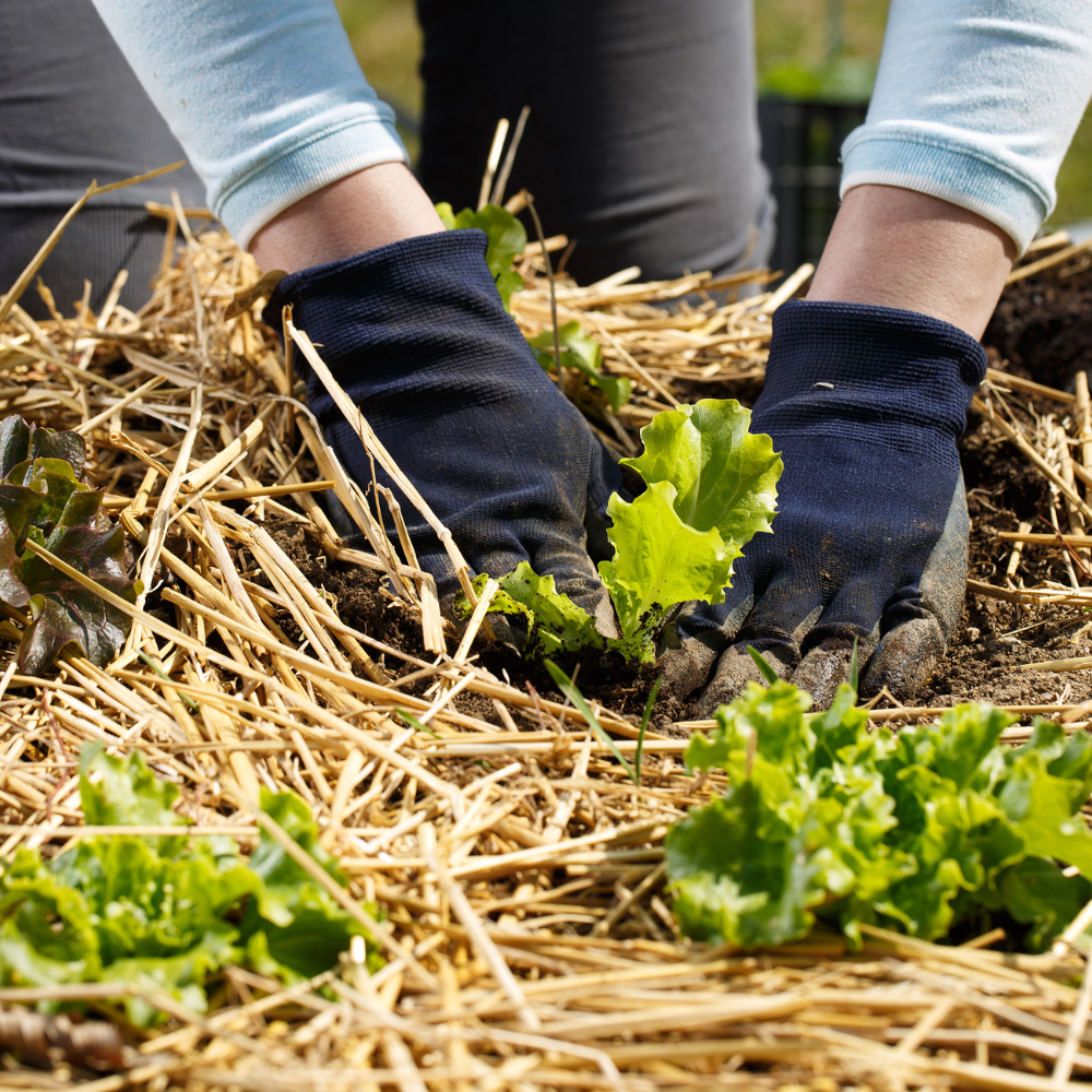 Spring Ship April Planting Guide: The Best Vegetables to Grow This Spring – Ship My ...