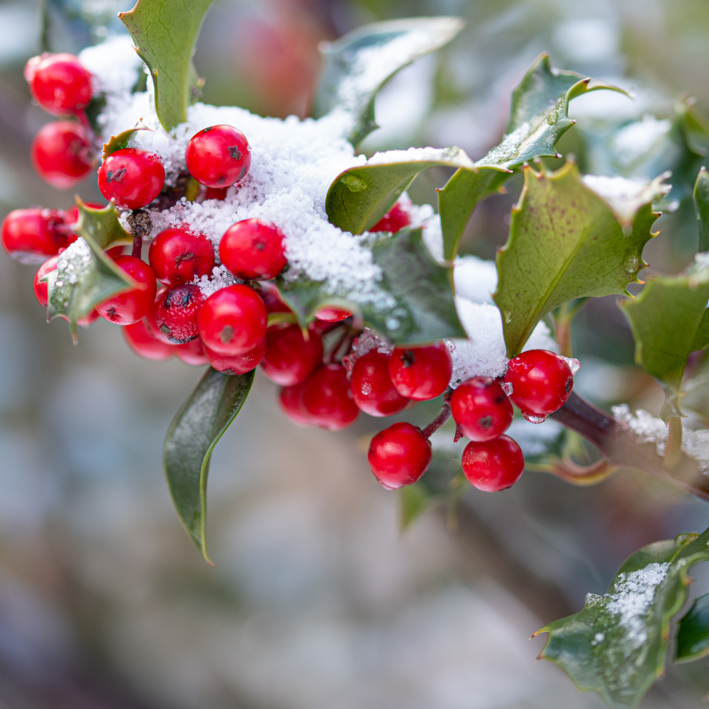 Winter Wonders: Plants That Provide Year-Round Garden Beauty