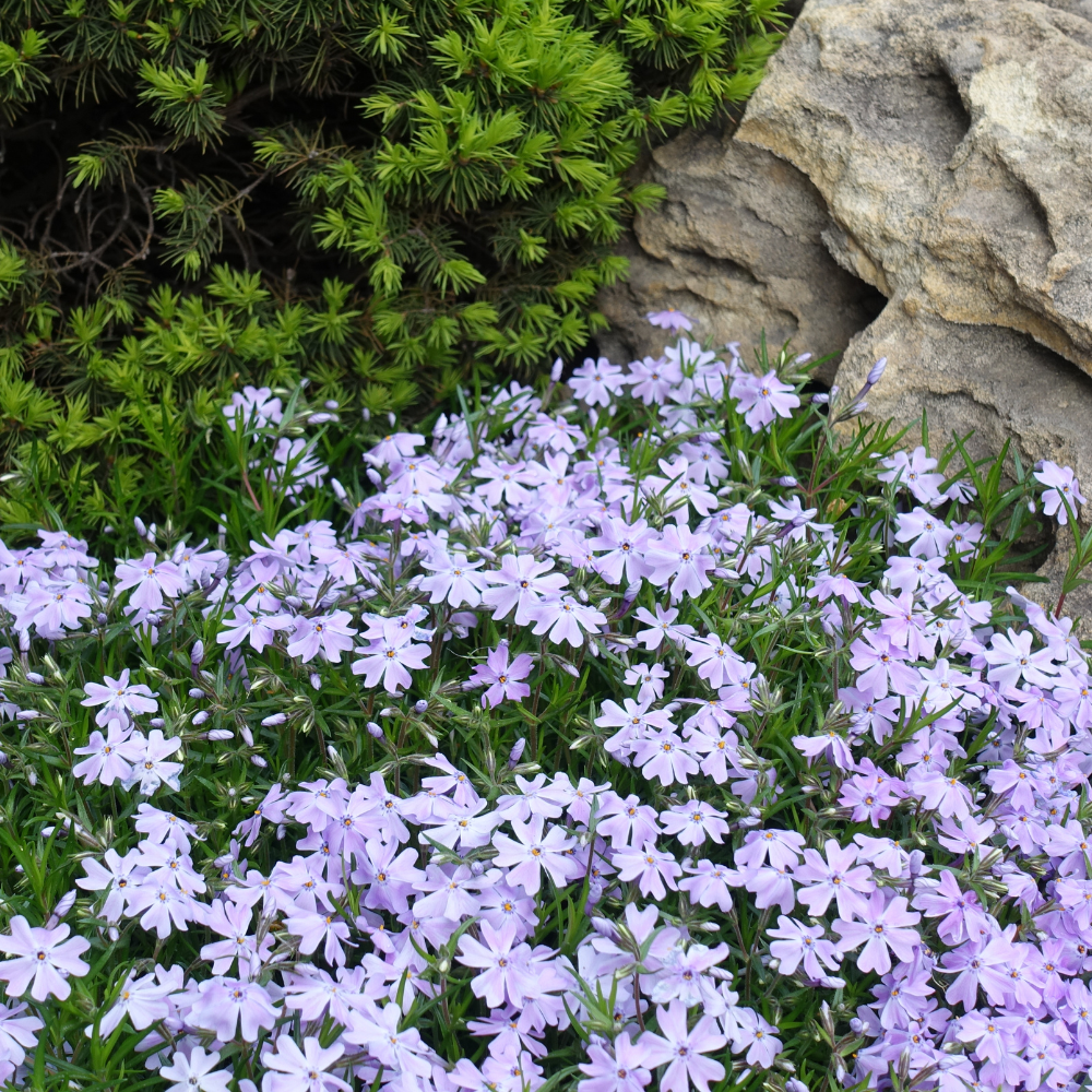 Embrace the Ground: 10 Best Ground Covers to Beautify Your Garden
