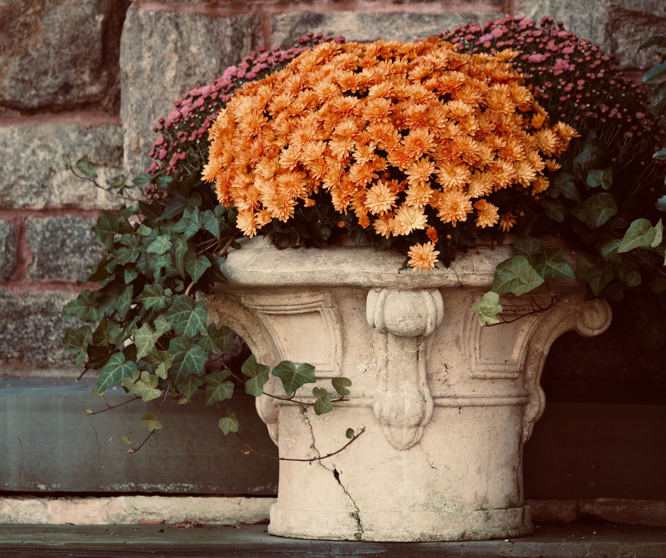 Creating a Fall Container Garden with Autumn Flowers – Ship My Plants