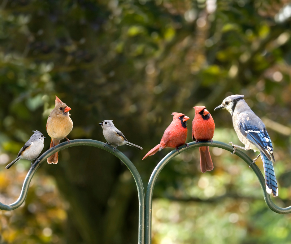 Feeding Birds in the Fall: Why It's Important – Ship My Plants