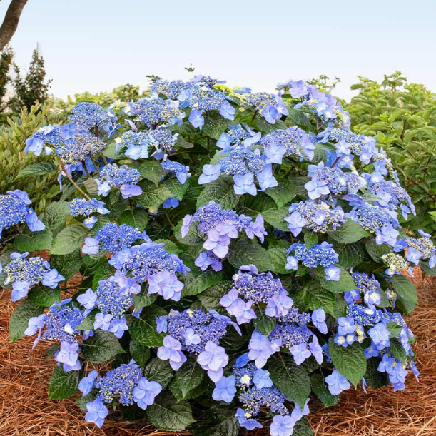 Shrubs