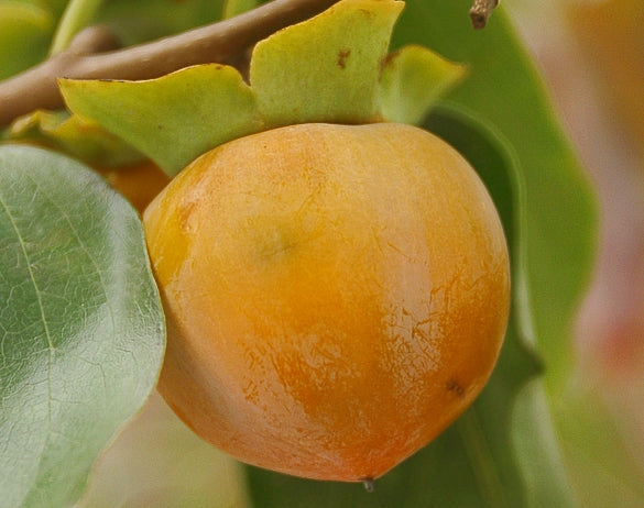 Fruits