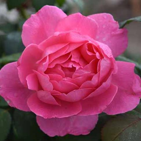 Roses