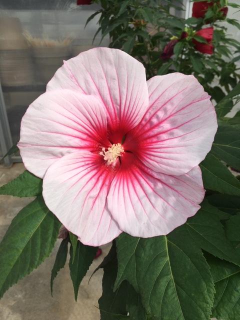 Perennials