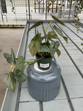 PHILODENDRON BRANDTIANUM