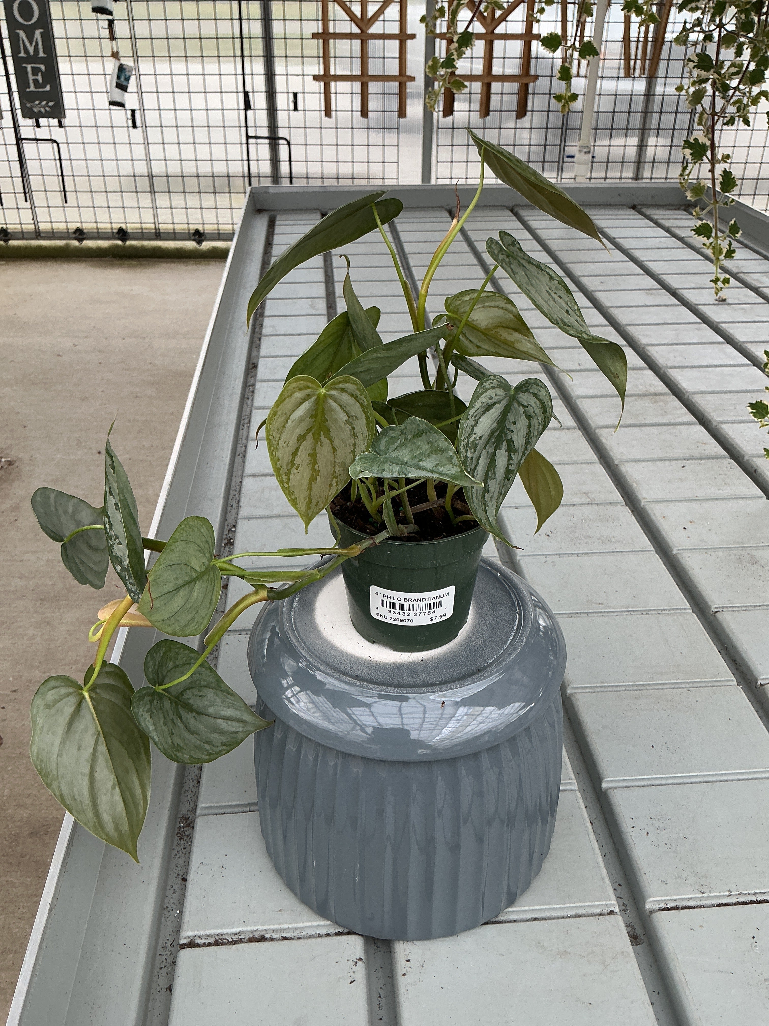 PHILODENDRON BRANDTIANUM