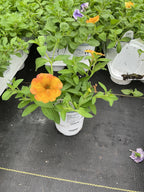 Petunia Supertunia Honey - 4.25" Proven Winners Annual