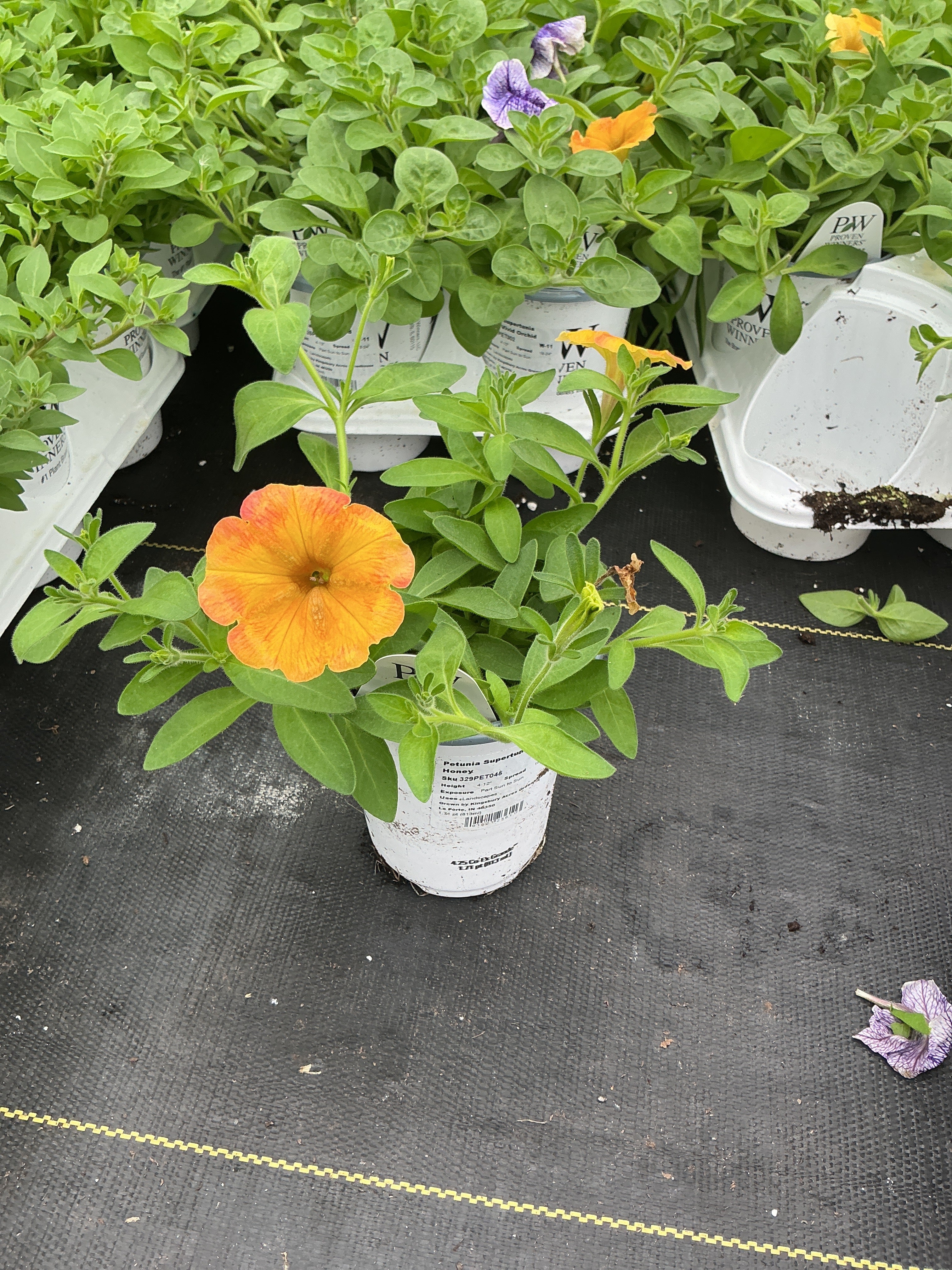Petunia Supertunia Honey - 4.25" Proven Winners Annual