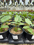 Alocasia Calidora