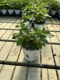 Lantana Shamrock Butterscotch Glow - 4.33" Premium Annual