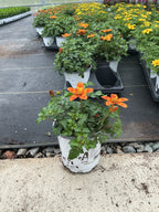 Bidens Bee Happy Orange - 4.33" Premium Annual