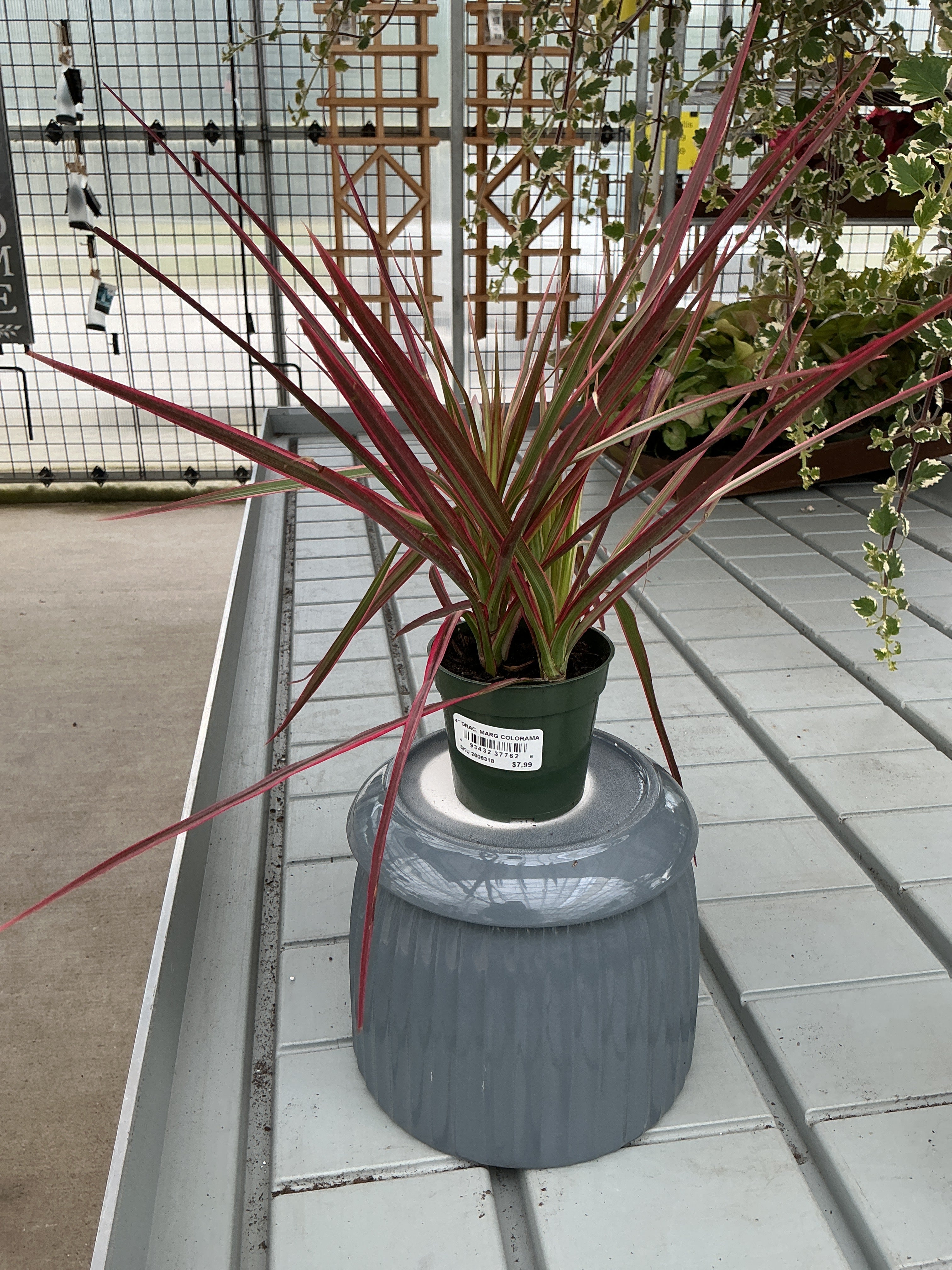 DRACAENA MARGINATA COLORAMA